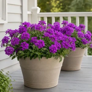 Purple Verbena Live Plant - 4-6 Inch Tall Rooted Flowering for Garden - Image 5