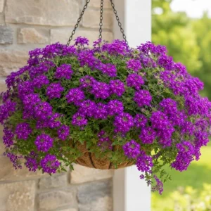 Purple Verbena Live Plants - 2 Pots, 4-6 Inch Tall, Outdoor & Indoor Garden Flower - Image 2