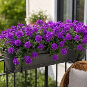 Purple Verbena Live Plants - 2 Pots, 4-6 Inch Tall, Outdoor & Indoor Garden Flower - Image 4