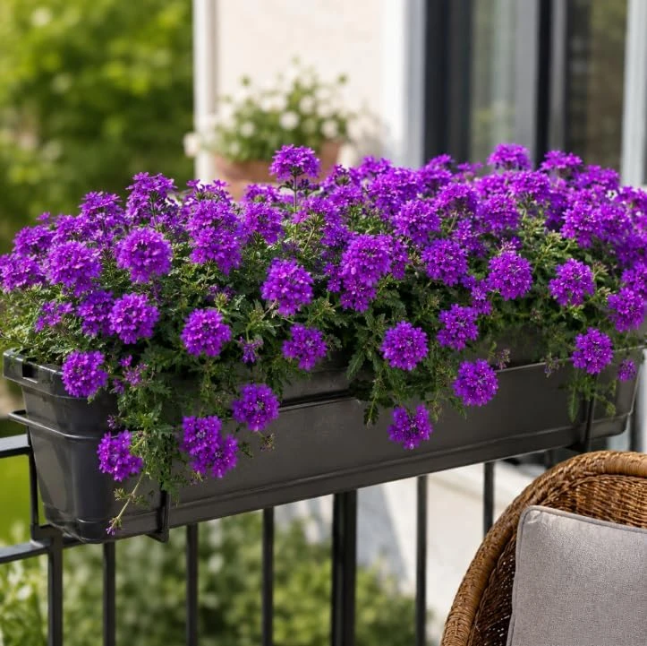Purple Verbena Live Plants - 2 Pots, 4-6 Inch Tall, Outdoor & Indoor Garden Flower - Image 4