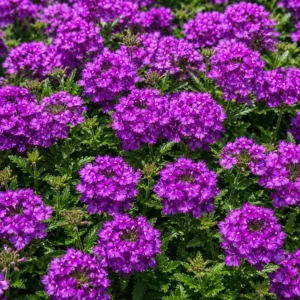 Purple Verbena Live Plants - 2 Pots, 4-6 Inch Tall, Outdoor & Indoor Garden Flower - Image 5