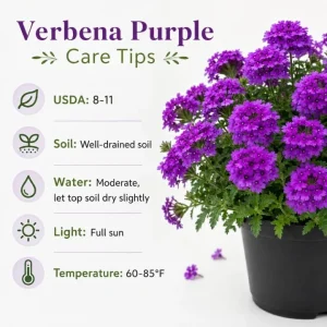 Purple Verbena Live Plants - 2 Pots, 4-6 Inch Tall, Outdoor & Indoor Garden Flower - Image 6