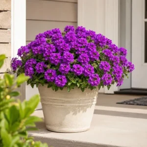Purple Verbena Live Plants - 2 Pots, 4-6 Inch Tall, Outdoor & Indoor Garden Flower - Image 7