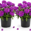 Purple Verbena Live Plants - 2 Pots, 4-6 Inch Tall, Outdoor & Indoor Garden Flower - Image 1