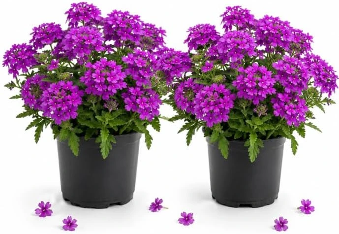 Purple Verbena Live Plants - 2 Pots, 4-6 Inch Tall, Outdoor & Indoor Garden Flower - Image 1