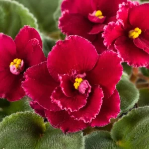 Red African Violet Live Plant - 3-5 Inches Tall in 4 Inch Pot, Indoor Flowering Houseplant - Image 2