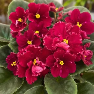 Red African Violet Live Plant - 3-5 Inches Tall in 4 Inch Pot, Indoor Flowering Houseplant - Image 3