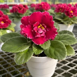 Red African Violet Live Plant - 3-5 Inches Tall in 4 Inch Pot, Indoor Flowering Houseplant - Image 7