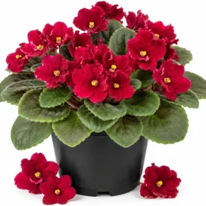Red African Violet Live Plant - 3-5 Inches Tall in 4 Inch Pot, Indoor Flowering Houseplant - Image 1