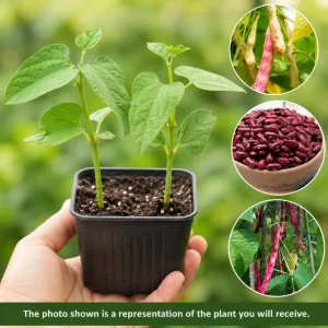 Red Bean Live Plant - 3-5" Tall, 4" Pot - Vegetable Starter for Outdoor Garden - Image 3