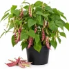 Red Bean Live Plant - 3-5" Tall, 4" Pot - Vegetable Starter for Outdoor Garden - Image 1