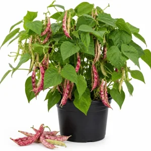 Red Bean Live Plant - 3-5" Tall, 4" Pot - Vegetable Starter for Outdoor Garden - Image 1
