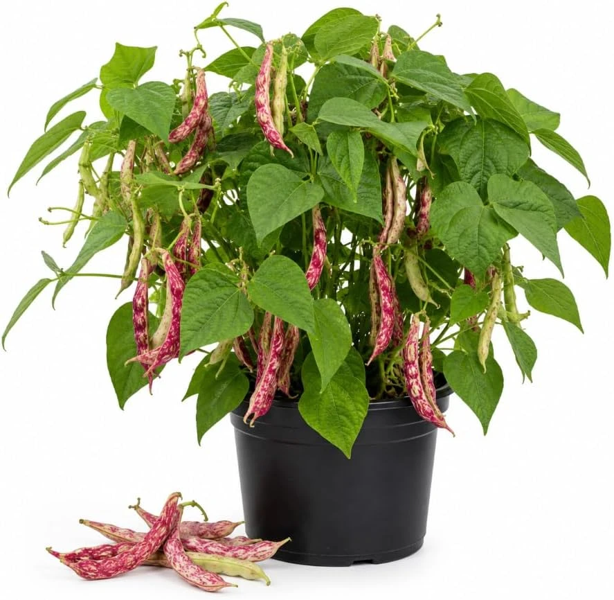 Red Bean Live Plant - 3-5" Tall, 4" Pot - Vegetable Starter for Outdoor Garden - Image 1