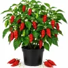 Red Bhut Jolokia Ghost Pepper Live Plants - 2 Pack, 3-5 Inch Seedlings for Patio & Garden - Image 1