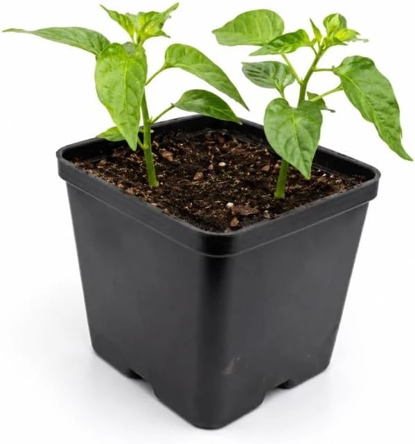 Red Bhut Jolokia Ghost Pepper Live Plants - 2 Per Pot, 3-5 Inch Tall Hot Chili Seedlings for Outdoor Garden - Image 2