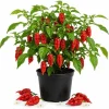 Red Bhut Jolokia Ghost Pepper Live Plants - 2 Per Pot, 3-5 Inch Tall Hot Chili Seedlings for Outdoor Garden - Image 1