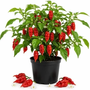 Red Bhut Jolokia Ghost Pepper Live Plants - 2 Per Pot, 3-5 Inch Tall Hot Chili Seedlings for Outdoor Garden - Image 1