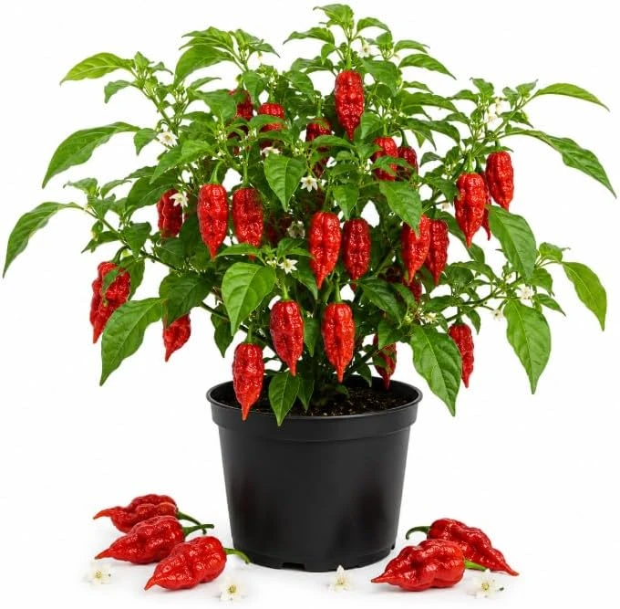 Red Bhut Jolokia Ghost Pepper Live Plants - 2 Per Pot, 3-5 Inch Tall Hot Chili Seedlings for Outdoor Garden - Image 1
