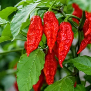 Red Bhut Jolokia Ghost Pepper Live Plants - 2 Pots, 3-5 Inch Tall Chili - Image 2