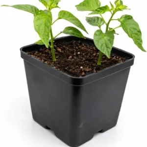 Red Bhut Jolokia Ghost Pepper Live Plants - 2 Pots, 3-5 Inch Tall Chili - Image 3