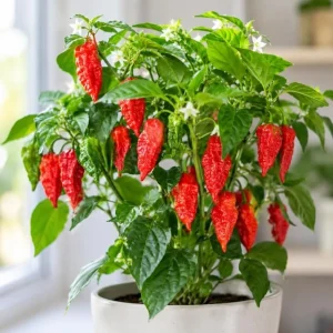Red Bhut Jolokia Ghost Pepper Live Plants - 2 Pots, 3-5 Inch Tall Chili - Image 5
