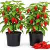 Red Bhut Jolokia Ghost Pepper Live Plants - 2 Pots, 3-5 Inch Tall Chili - Image 1