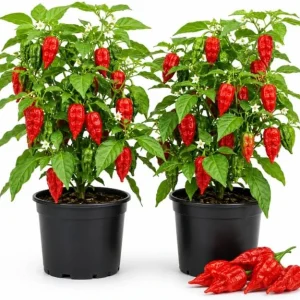 Red Bhut Jolokia Ghost Pepper Live Plants - 2 Pots, 3-5 Inch Tall Chili - Image 1