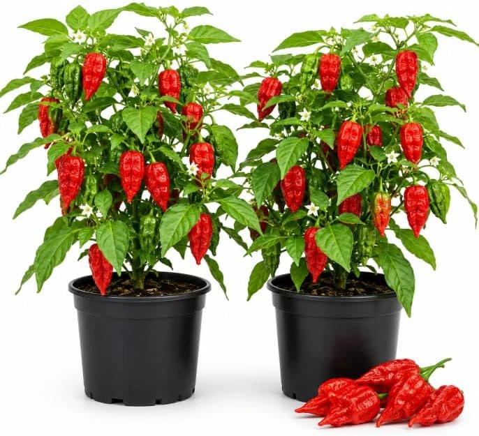Red Bhut Jolokia Ghost Pepper Live Plants - 2 Pots, 3-5 Inch Tall Chili - Image 1