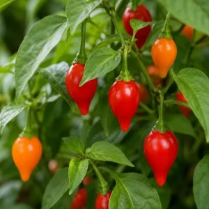 Red Biquinho Pepper Live Plants - 2 Pack, 3-6 Inch Tall Chili Seedlings for Garden & Containers - Image 2