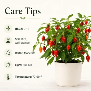 Red Biquinho Pepper Live Plants - 2 Pack, 3-6 Inch Tall Chili Seedlings for Garden - Image 4