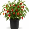 Red Biquinho Pepper Live Plants - 2 Pack, 3-6 Inch Tall Chili Seedlings for Garden - Image 1
