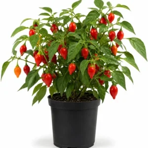 Red Biquinho Pepper Live Plants - 2 Pack, 3-6 Inch Tall Chili Seedlings for Garden - Image 1