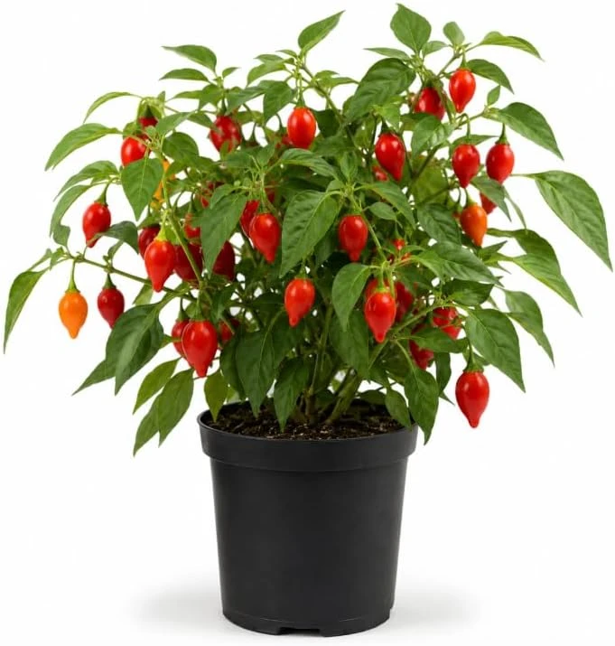 Red Biquinho Pepper Live Plants - 2 Pack, 3-6 Inch Tall Chili Seedlings for Garden - Image 1