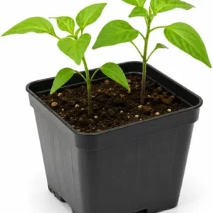 Red Biquinho Pepper Live Plants - 2 Pack, 3-6 Inch Tall Chili Seedlings for Garden - Image 5