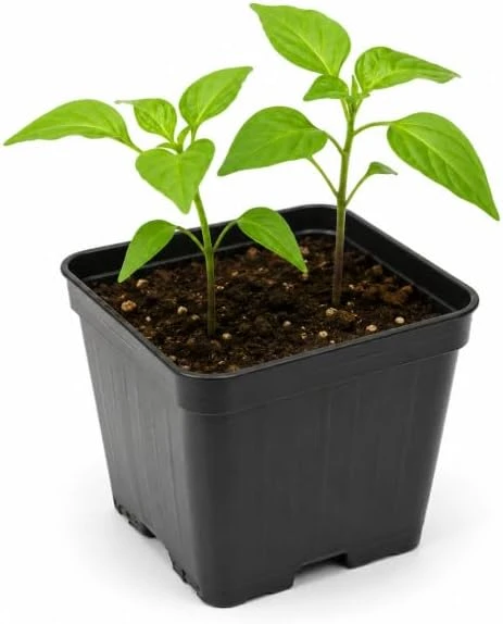 Red Biquinho Pepper Live Plants - 2 Pack, 3-6 Inch Tall Chili Seedlings for Garden - Image 5