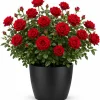 Red Climbing Roses Plant – Fragrant Live Bush – Perennial Flowers – 2-4 Inch Tall Outdoor - Image 1