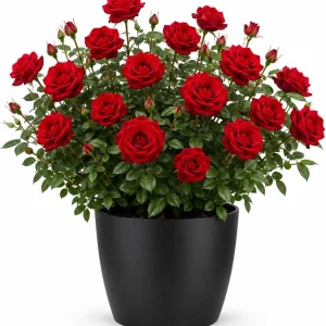 Red Climbing Roses Plant – Fragrant Live Bush – Perennial Flowers – 2-4 Inch Tall Outdoor - Image 1