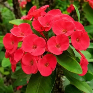 Red Crown of Thorns Live Plant 4-6 Inch Tall – Euphorbia Milii Succulent in 4 Inch Pot – Indoor/Outdoor Flowering Plant - Image 2