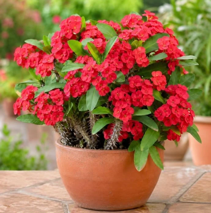 Red Crown of Thorns Live Plant 4-6 Inch Tall – Euphorbia Milii Succulent in 4 Inch Pot – Indoor/Outdoor Flowering Plant - Image 3