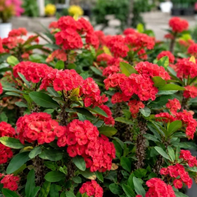 Red Crown of Thorns Live Plant 4-6 Inch Tall – Euphorbia Milii Succulent in 4 Inch Pot – Indoor/Outdoor Flowering Plant - Image 4