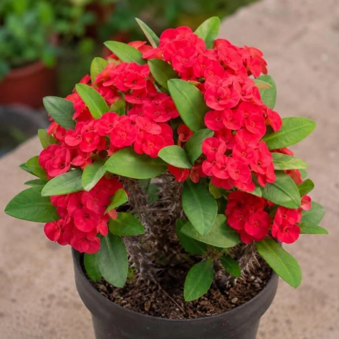 Red Crown of Thorns Live Plant 4-6 Inch Tall – Euphorbia Milii Succulent in 4 Inch Pot – Indoor/Outdoor Flowering Plant - Image 6