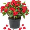 Red Crown of Thorns Live Plant 4-6 Inch Tall – Euphorbia Milii Succulent in 4 Inch Pot – Indoor/Outdoor Flowering Plant - Image 1