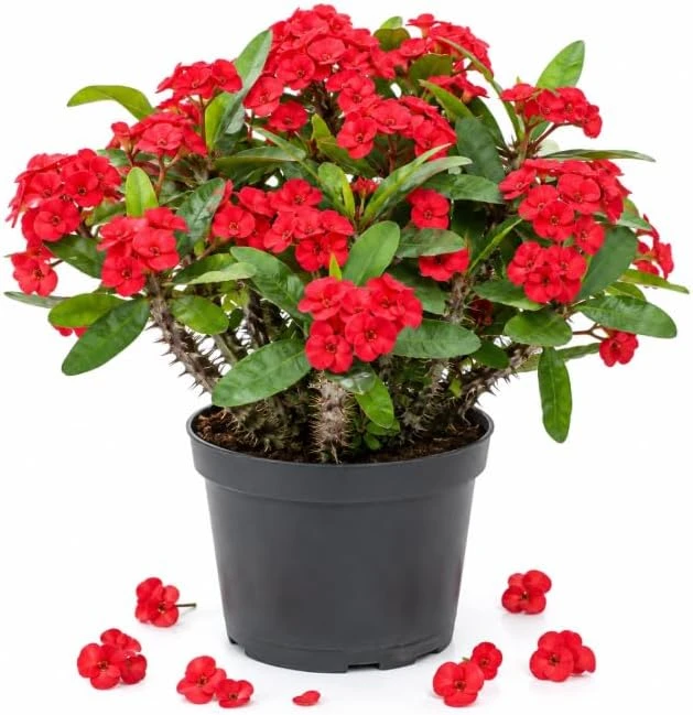 Red Crown of Thorns Live Plant 4-6 Inch Tall – Euphorbia Milii Succulent in 4 Inch Pot – Indoor/Outdoor Flowering Plant - Image 1
