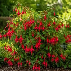 Red Fuchsia Live Plant – 4-6 inch Tall – 5 Inch Pot – Outdoor & Indoor - Image 3