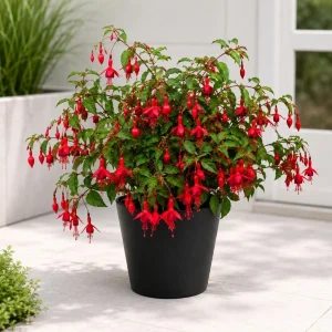Red Fuchsia Live Plant – 4-6 inch Tall – 5 Inch Pot – Outdoor & Indoor - Image 4