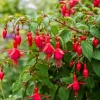 Red Fuchsia Live Plant – 4-6 inch Tall – 5 Inch Pot – Outdoor & Indoor - Image 1
