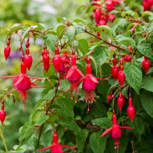 Red Fuchsia Live Plant – 4-6 inch Tall – 5 Inch Pot – Outdoor & Indoor - Image 1