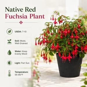 Red Fuchsia Live Plant – 4-6 inch Tall – 5 Inch Pot – Outdoor & Indoor - Image 5