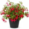 Red Fuchsia Live Plant – 4-6 Inch Tall – 5 Inch Pot – Vibrant Red Flowers - Image 1