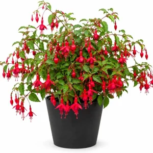 Red Fuchsia Live Plant – 4-6 Inch Tall – 5 Inch Pot – Vibrant Red Flowers - Image 1